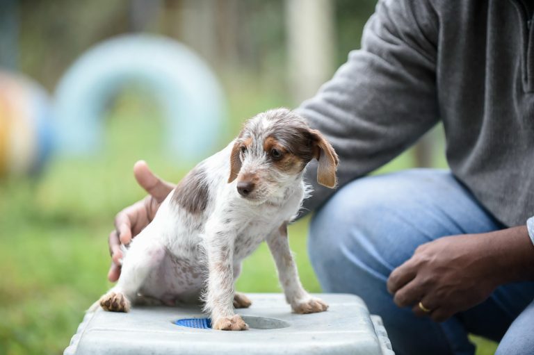Novos hospitais oferecerão tratamento para cães e felinos, com atendimento de emergência durante 24 horas e também aos finais de semana