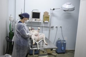 Novas vagas para castração gratuita de caninos e felinos são abertas todas as sextas-feiras