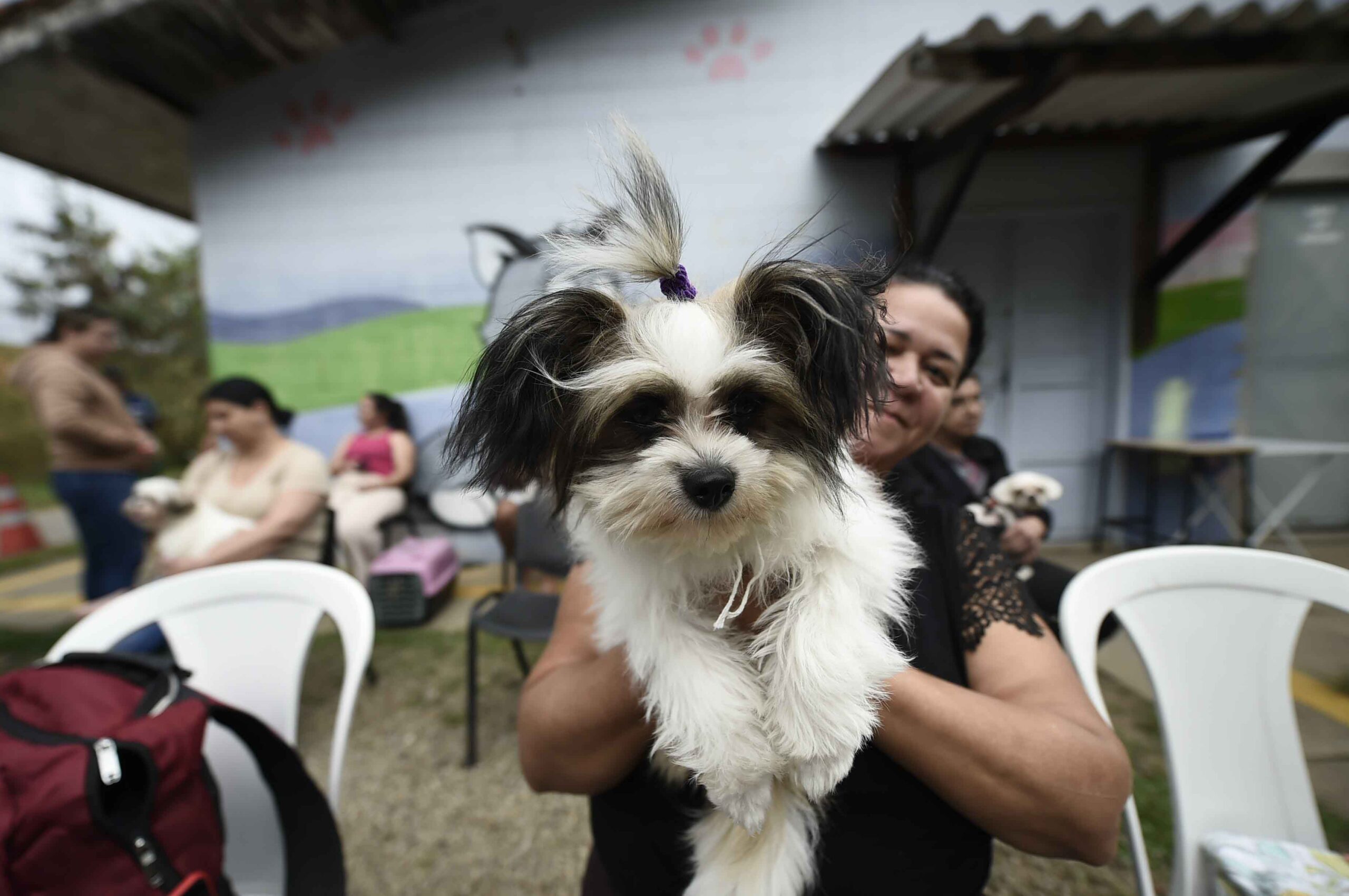 Castra Pet Móvel Guarulhos