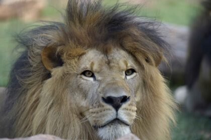 Estudantes participam de atividades de estágio no Zoológico de Guarulhos