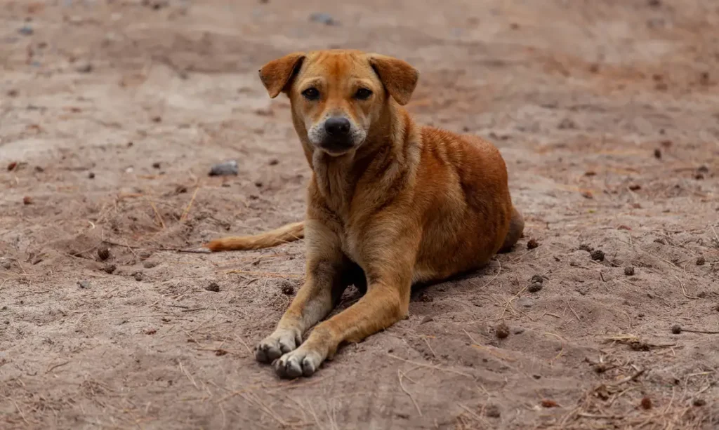Cachorro sem raça definida conhecido como vira-lata caramelo