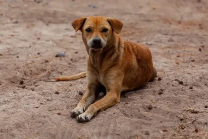 Cachorro sem raça definida conhecido como vira-lata caramelo