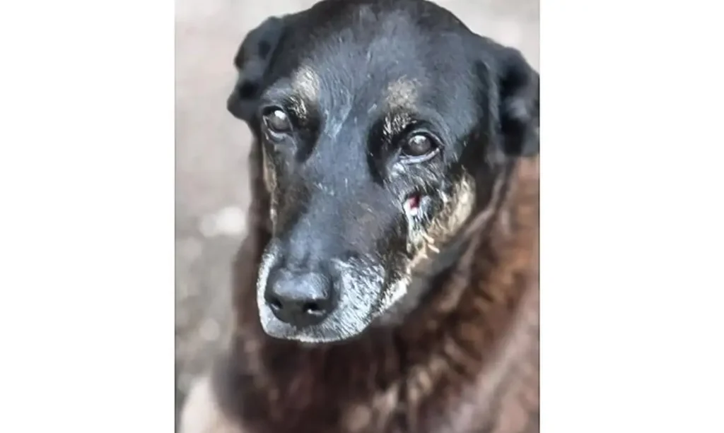 Imagem divulgada pela Polícia Civil relacionada à investigação do caso Orelha