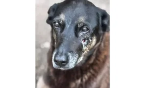 Imagem divulgada pela Polícia Civil relacionada à investigação do caso Orelha