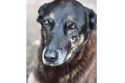 Imagem divulgada pela Polícia Civil relacionada à investigação do caso Orelha