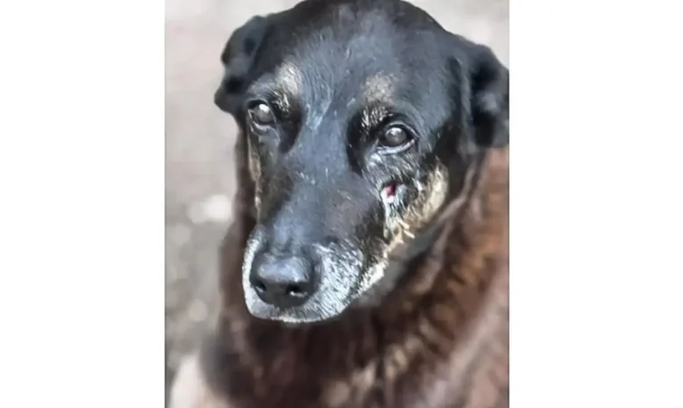 Imagem divulgada pela Polícia Civil relacionada à investigação do caso Orelha