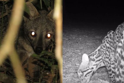 Jaguatirica registrada por câmera em área de conservação em Guarulhos