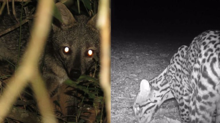 Jaguatirica registrada por câmera em área de conservação em Guarulhos