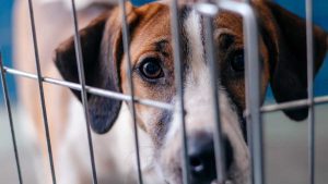 Mutirão de castração em São Bernardo oferece 400 procedimentos gratuitos para cães e gatos no Ginásio Adib Moysés Dib