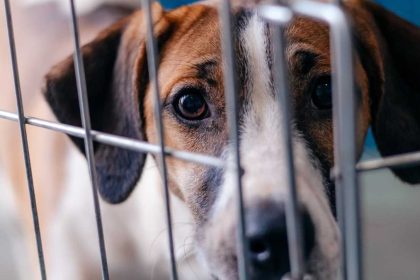 Mutirão de castração em São Bernardo oferece 400 procedimentos gratuitos para cães e gatos no Ginásio Adib Moysés Dib