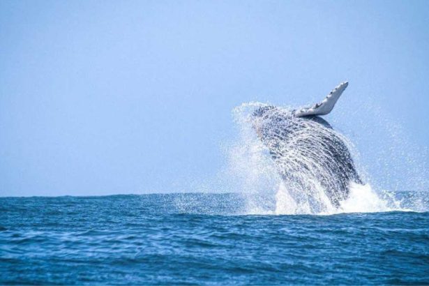 Baleia-jubarte avistada no mar do Litoral Norte de São Paulo