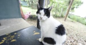 Atendimento de inscrição para castração de cães e gatos no abrigo da Prefeitura de Guarulhos