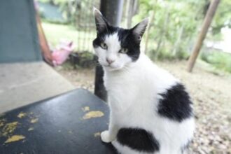 Atendimento de inscrição para castração de cães e gatos no abrigo da Prefeitura de Guarulhos